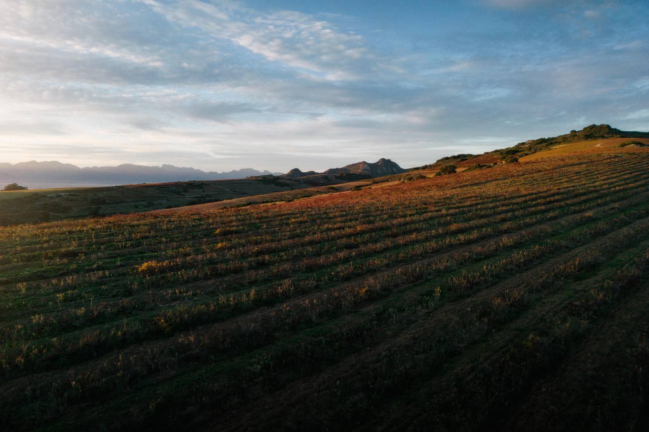 Kokos Huis vineyard
