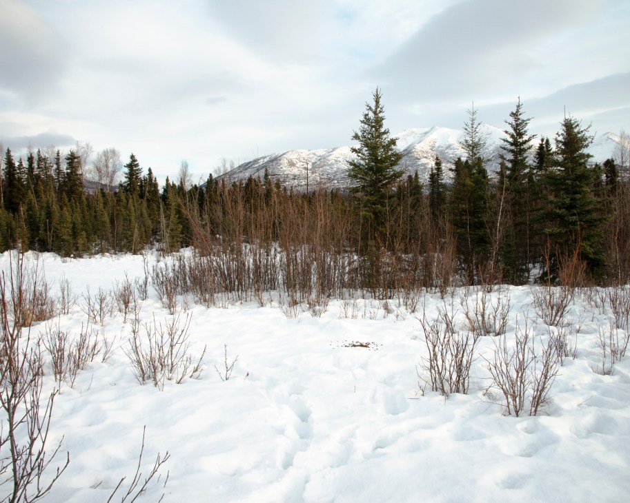 Snow-covered landscape with evergreen trees and mountains in background under cloudy winter sky
