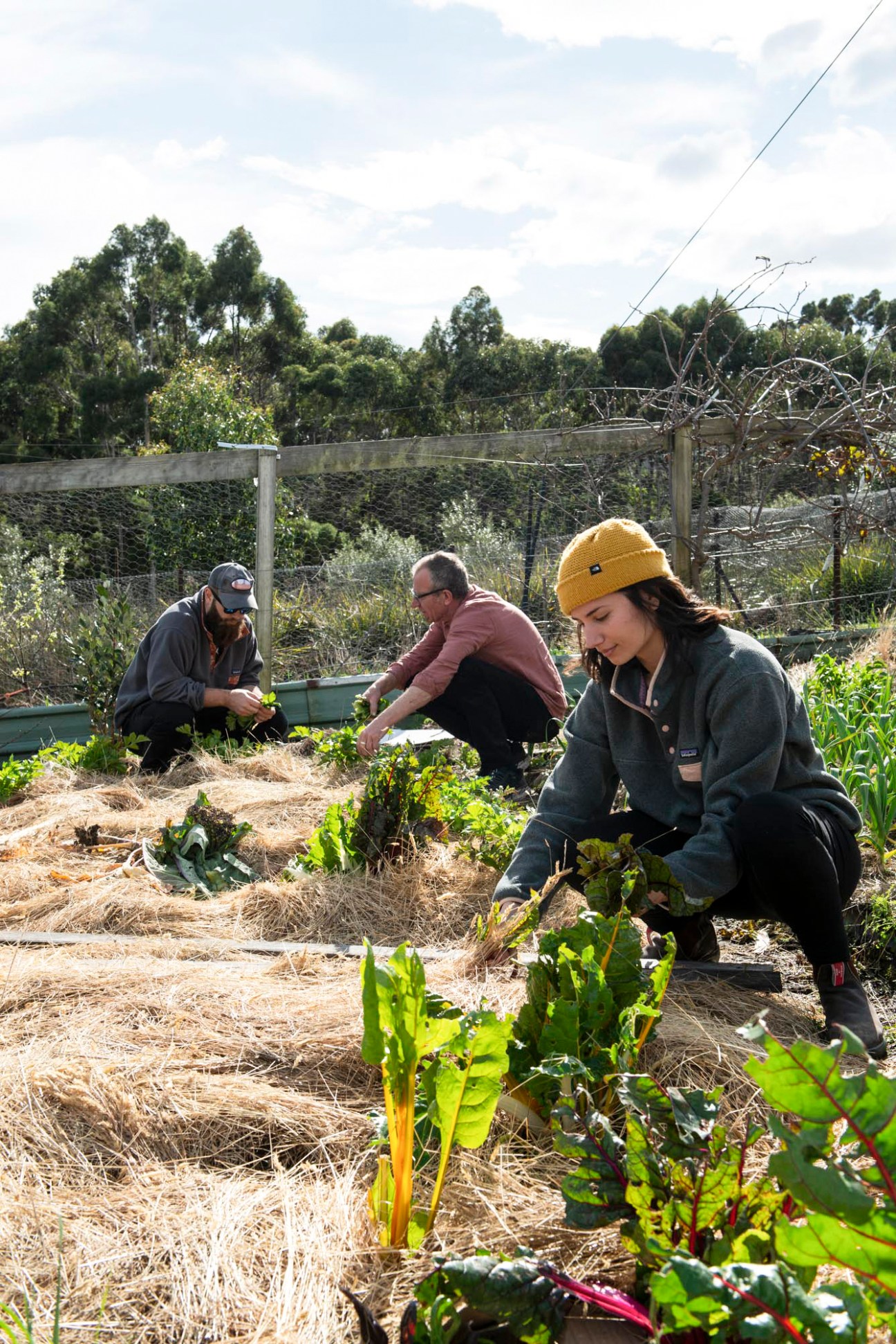 Three people working in a vegetable garden with leafy greens and straw mulch