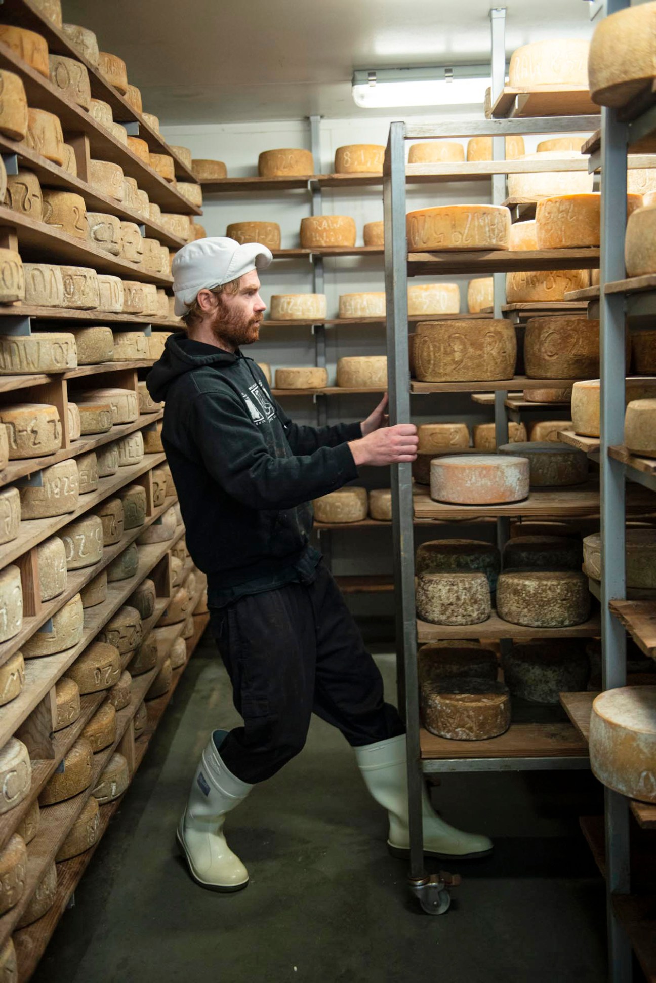 Joe Graff working with wheels of cheese in aging room with shelves of cheese wheels at Bruny Island Cheese Company