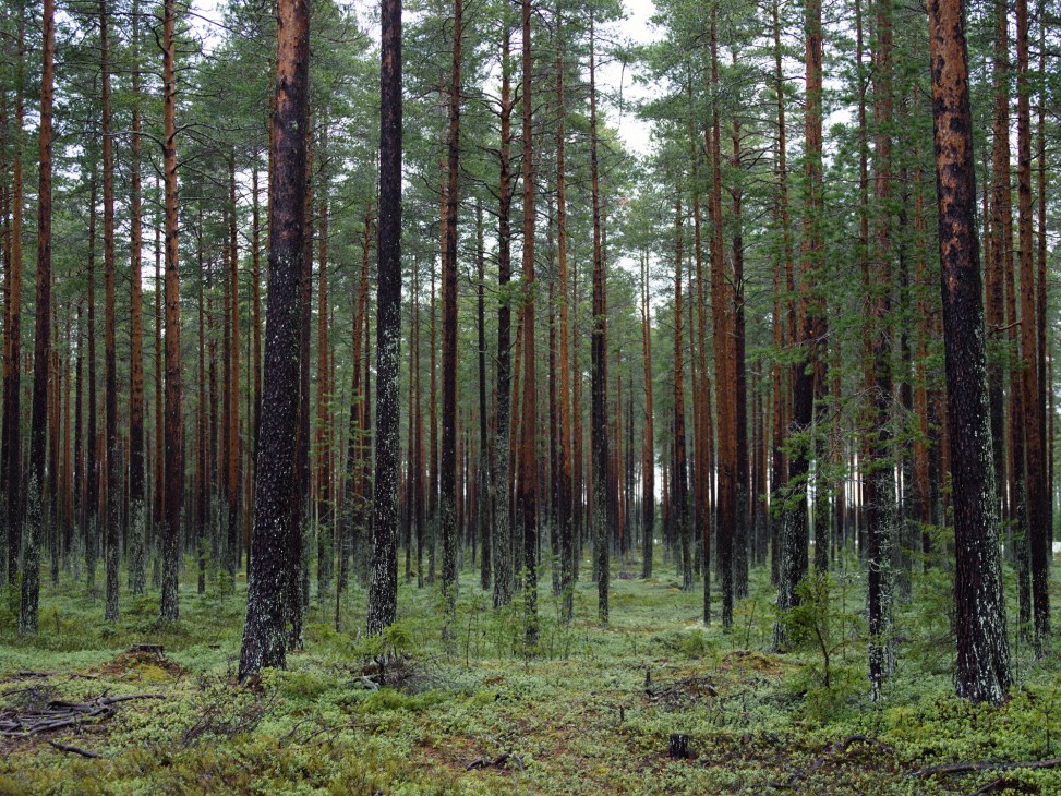 Dense pine forest with tall straight trunks and green undergrowth extending into the distance