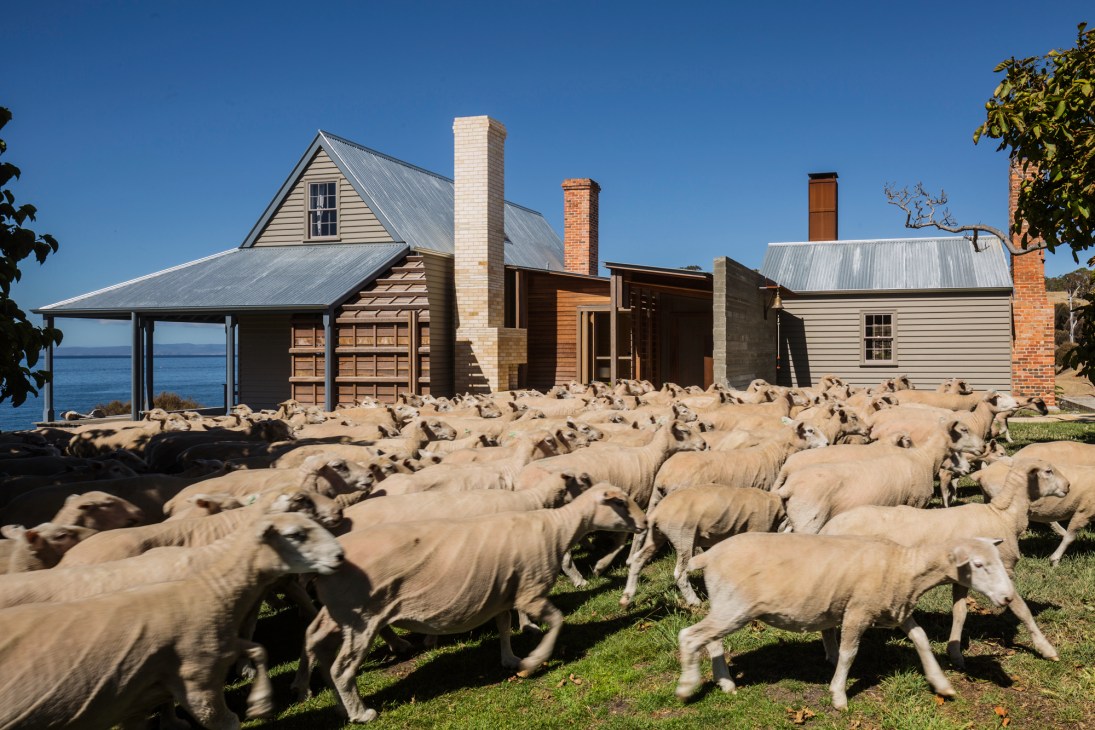 Large flock of sheep grazing on green grass in front of historic buildings with ocean view