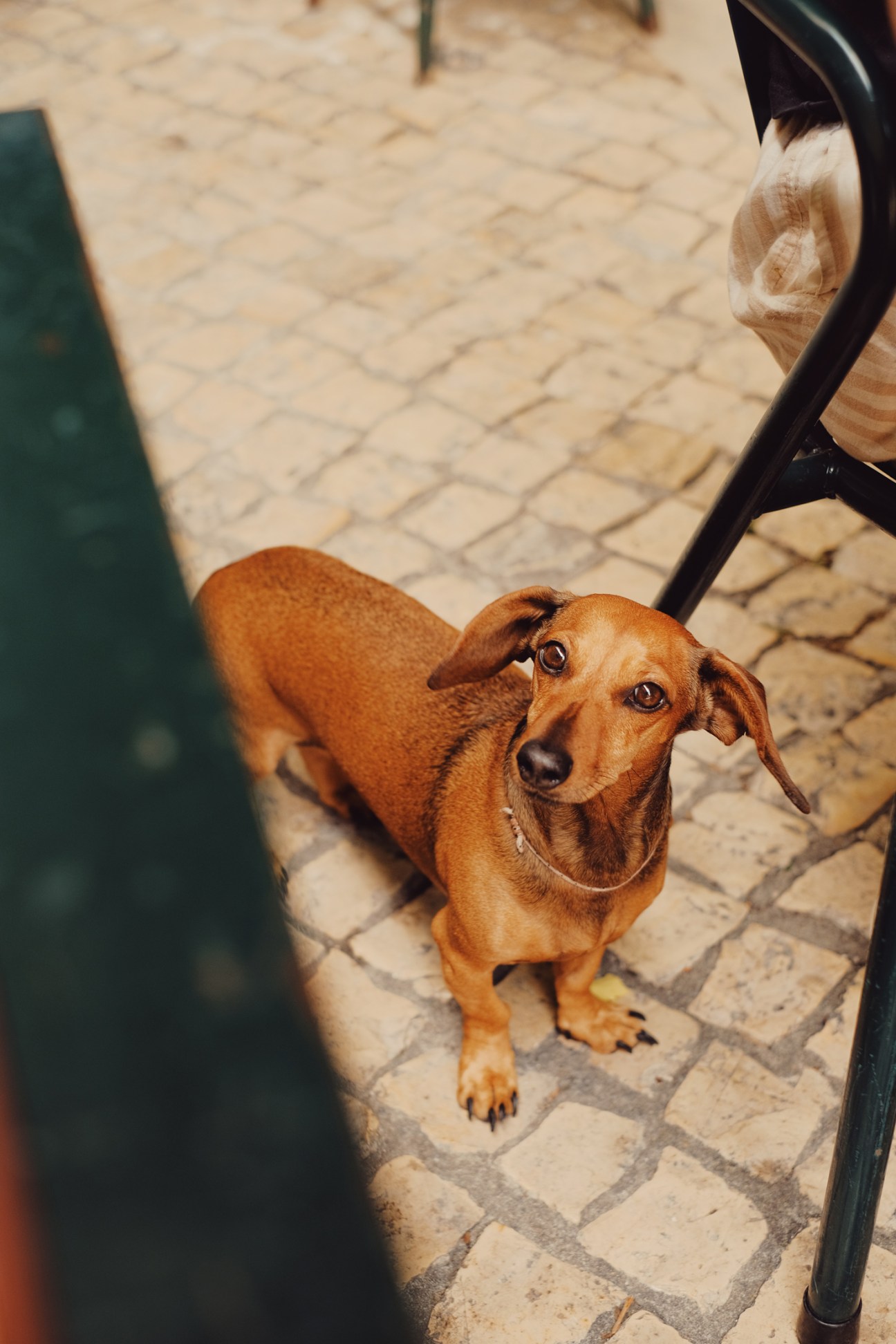 A small brown dog looking up at a person sitting in a chair on a paved street in Lisbon