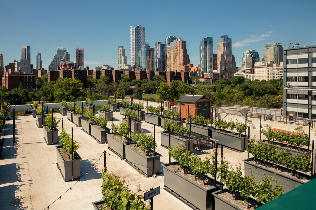 Grape vines growing in custom-built planters at Rooftop Reds