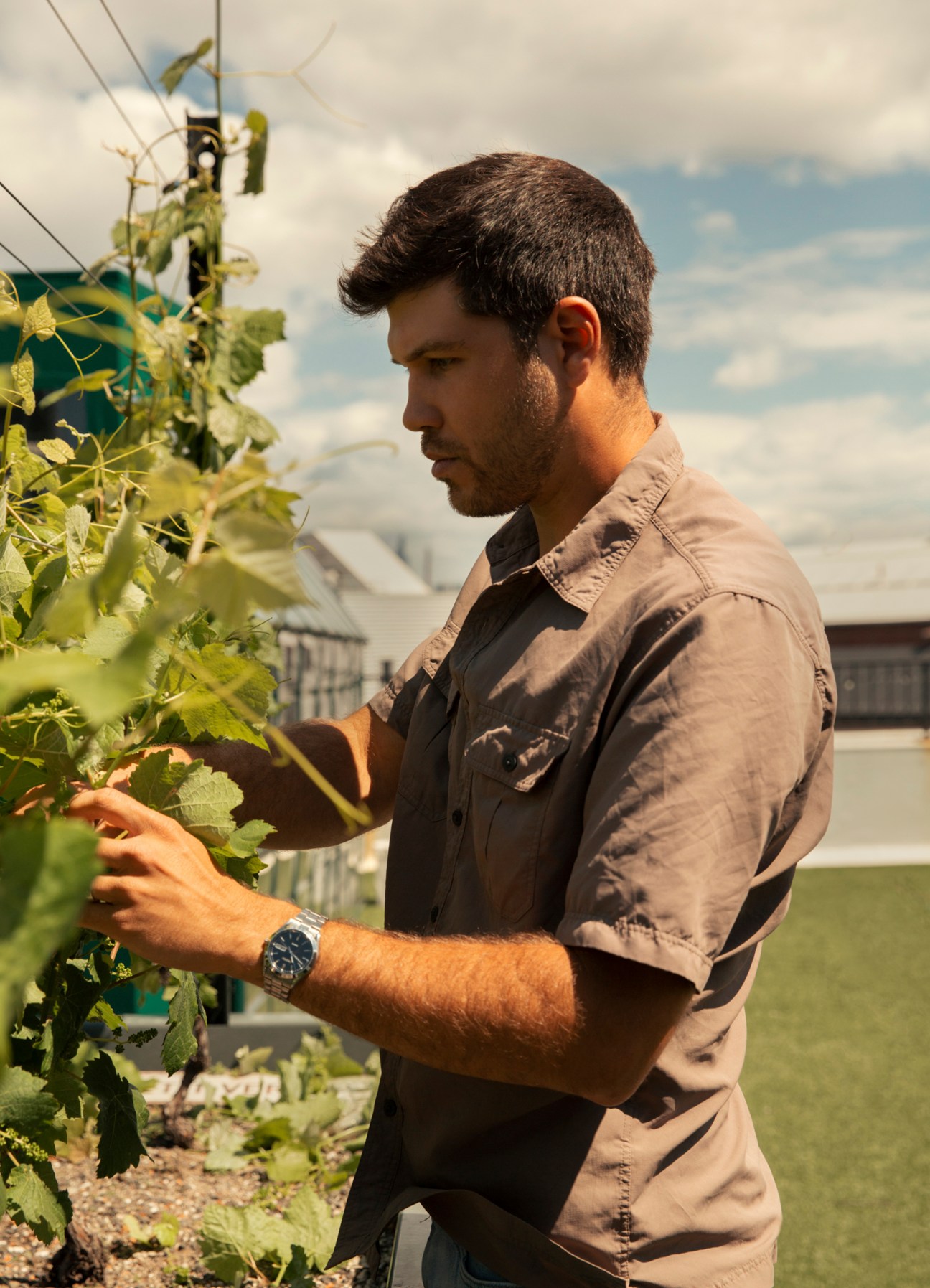 Stephen Scarnato examining grape vines in an urban vineyard setting
