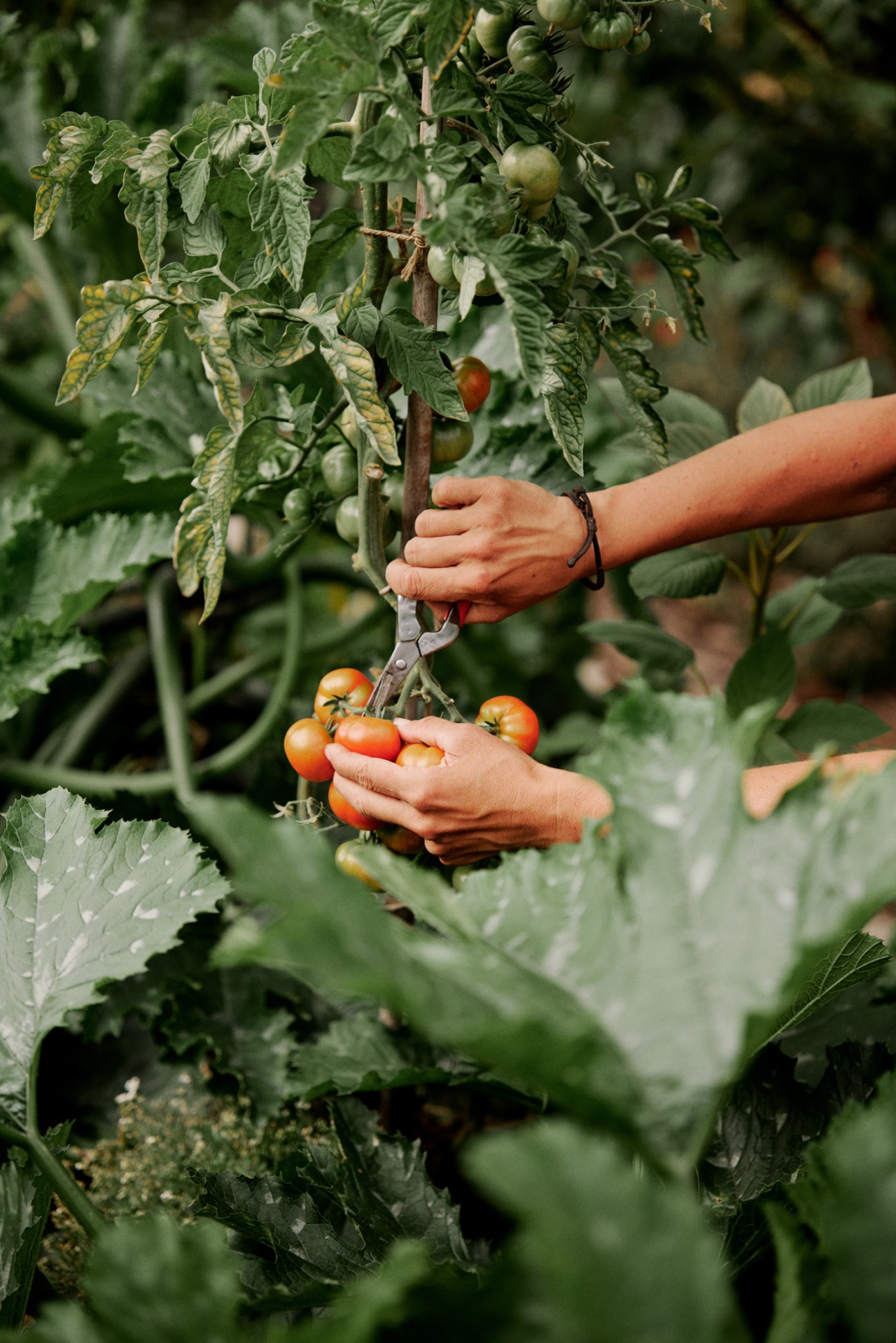 Person harvesting ripe tomatoes from a plant with pruning shears in a garden.