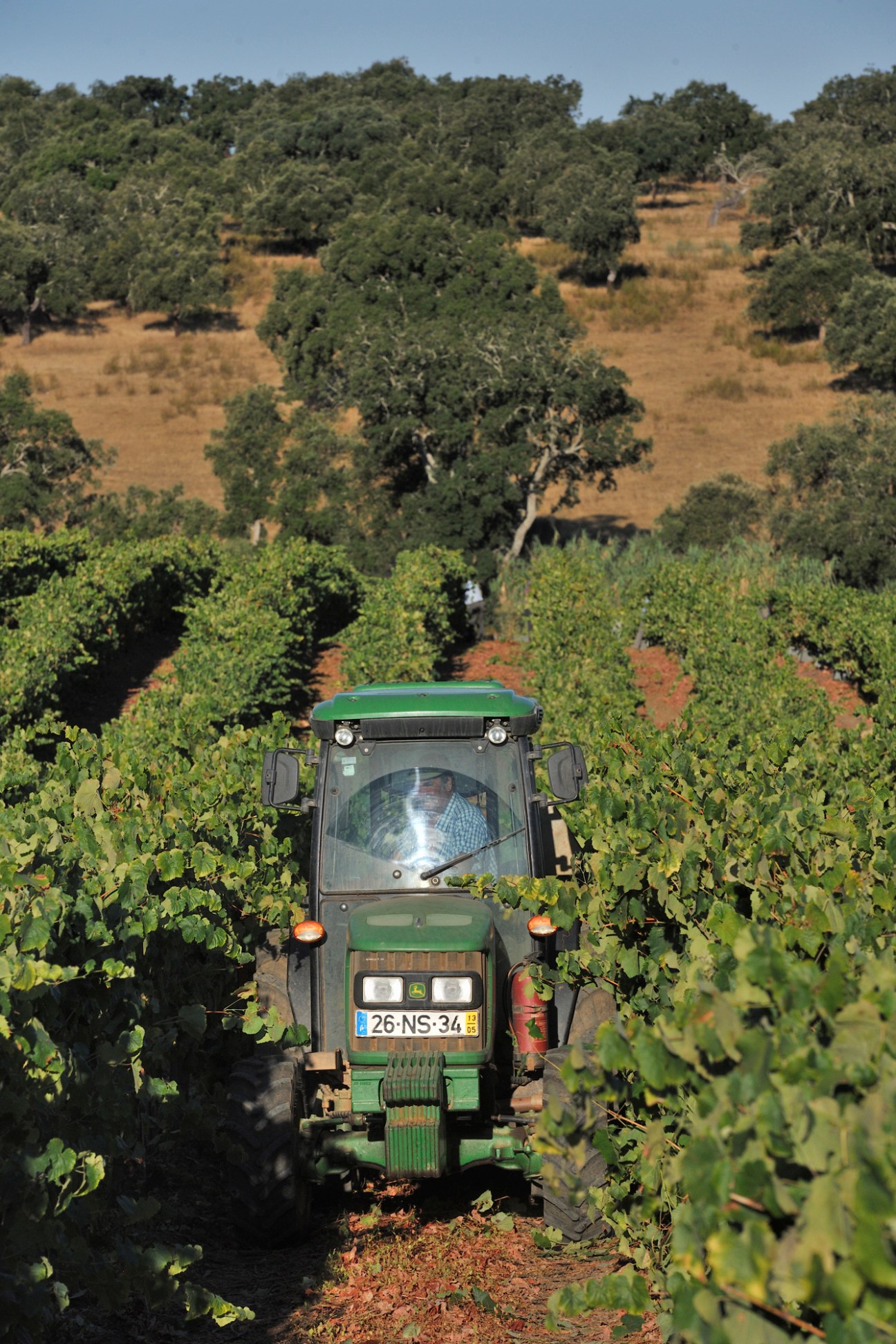 Green tractor driving through rows of grapevines in a Portuguese vineyard during harvest season