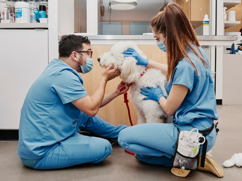 Two veterinary technicians in blue scrubs examine a small white dog at Modern Animal clinic.