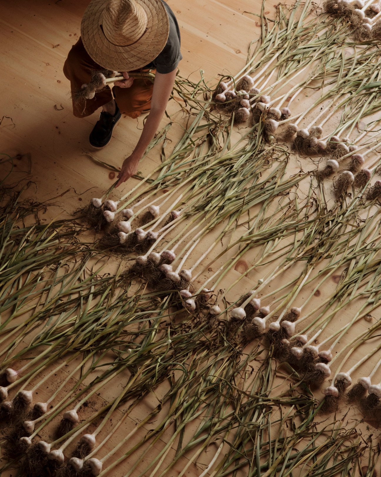 Person in straw hat arranging freshly harvested garlic bulbs on wooden surface.