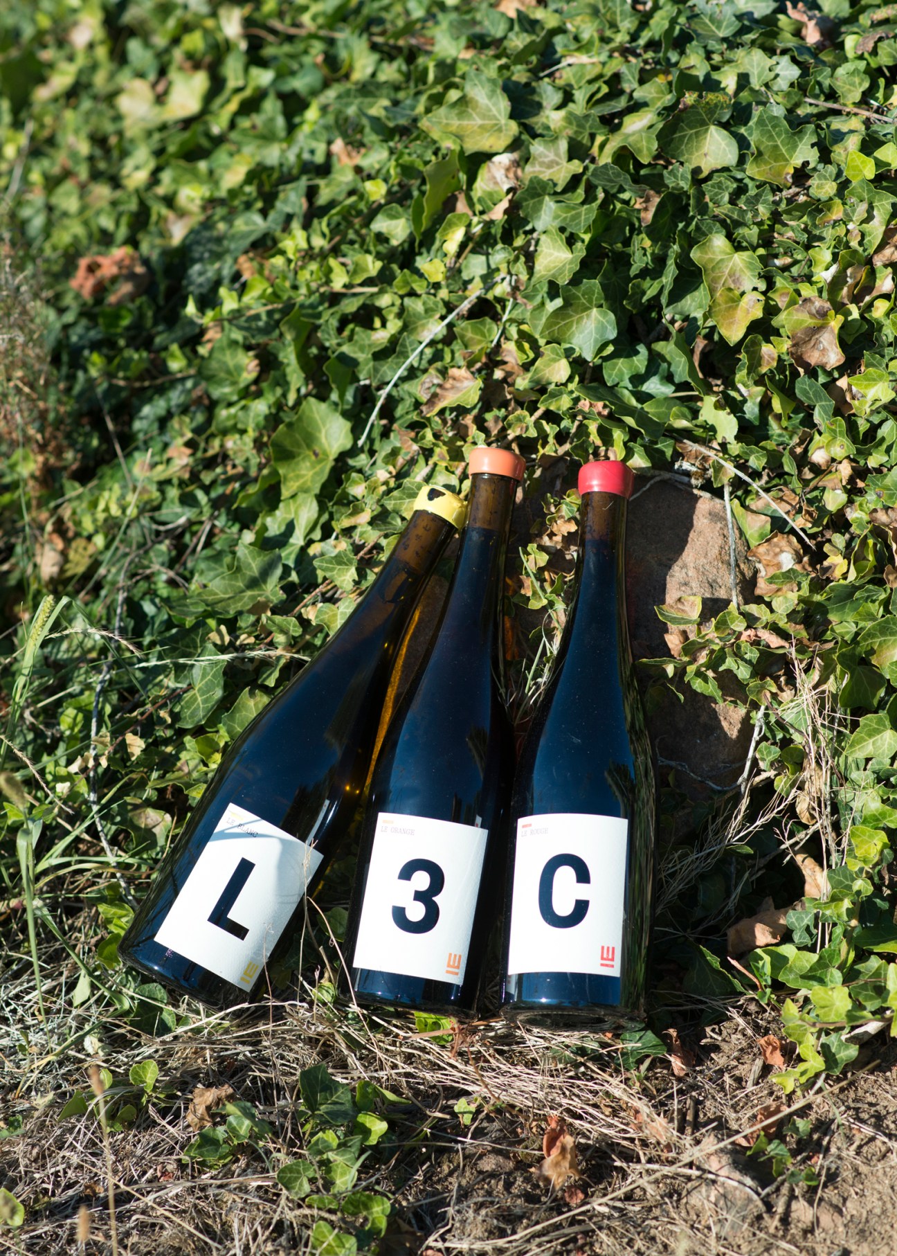 Three dark wine bottles with white labels reading L, 3, and C positioned among green foliage and vegetation