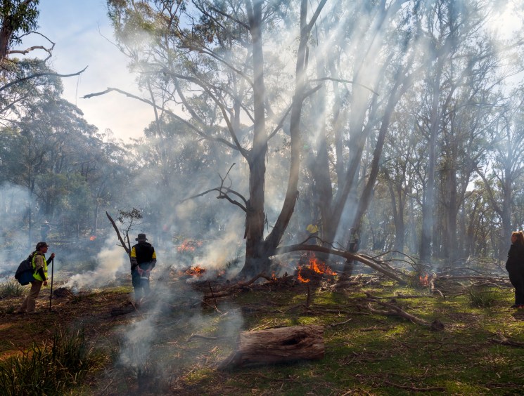 People conducting controlled burning among tall eucalyptus trees in the Australian bush with smoke and small fires visible on the ground.