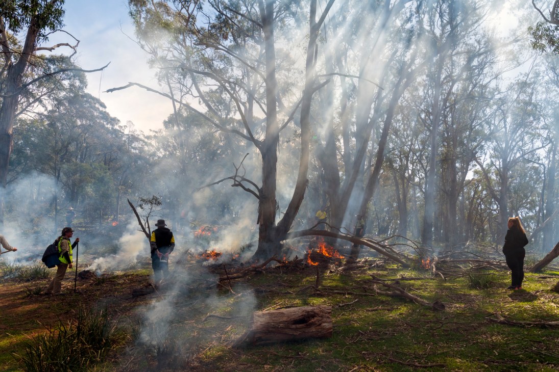People conducting controlled burning among tall eucalyptus trees in the Australian bush with smoke and small fires visible on the ground.