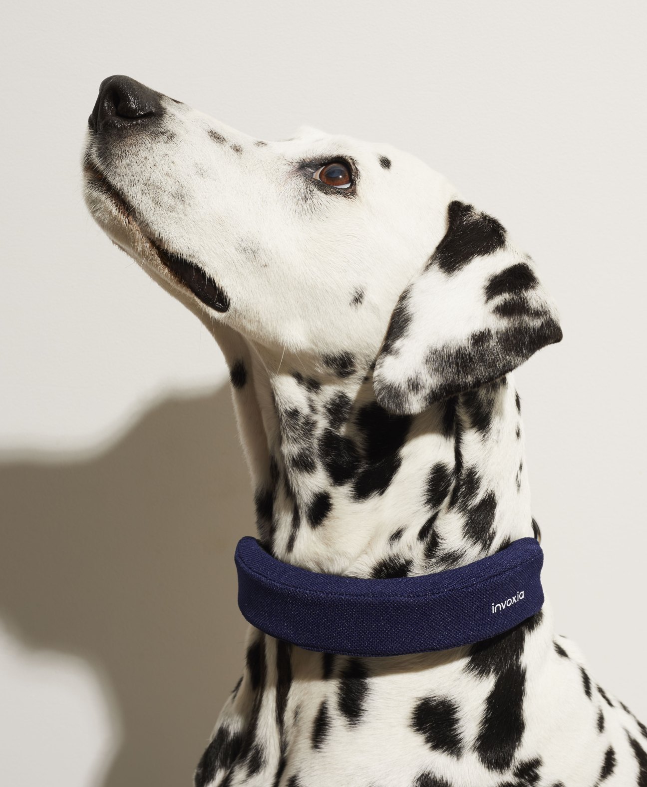 Dalmatian dog wearing blue Invoxia Smart Dog Collar looking upward against neutral background