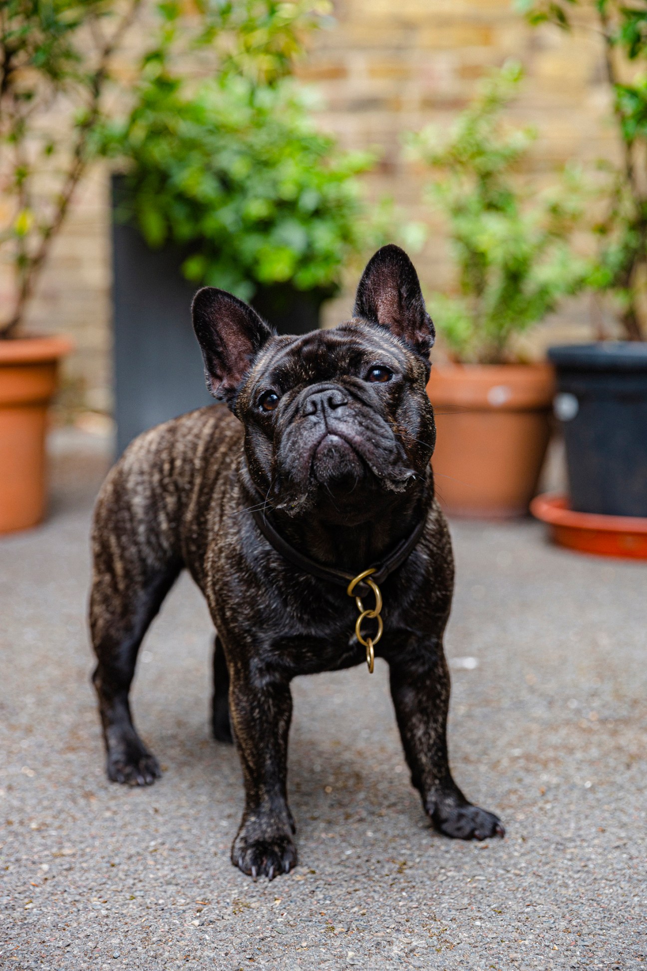 Dark French Bulldog wearing black collar with gold chain standing on stone surface