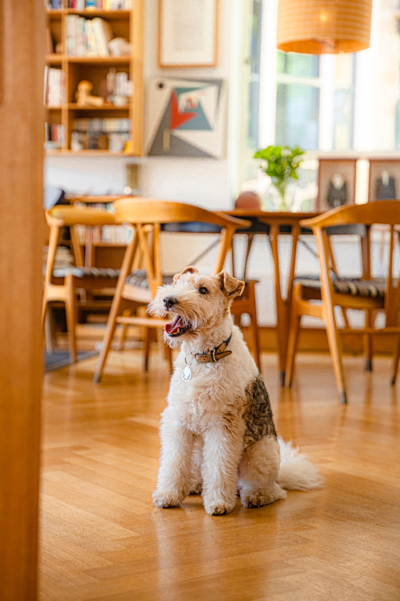Wire fox terrier sitting in modern dining room with wooden furniture and bookshelf
