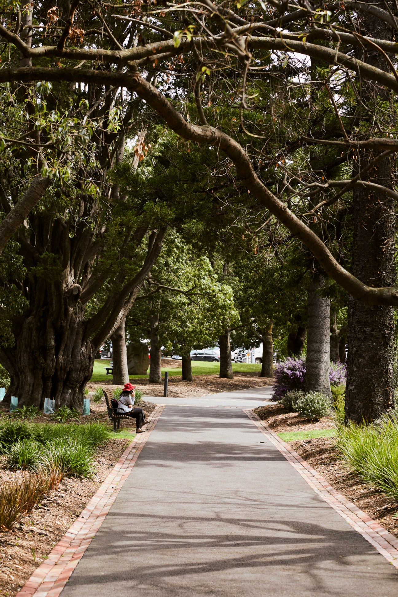 A person sits on a bench beneath a tree-lined pathway in Geelong, Australia.