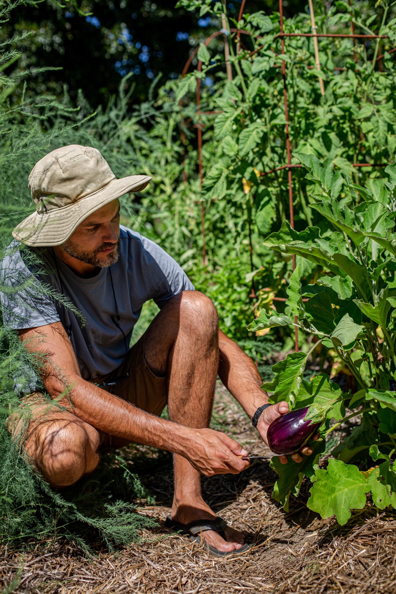 Man in hat crouching in garden harvesting purple eggplant from plant