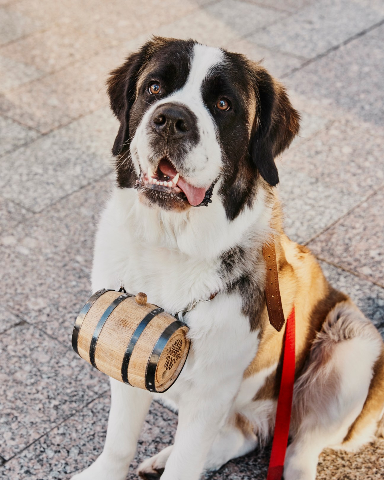Saint Bernard dog with small wooden barrel around neck sitting on cobblestone street