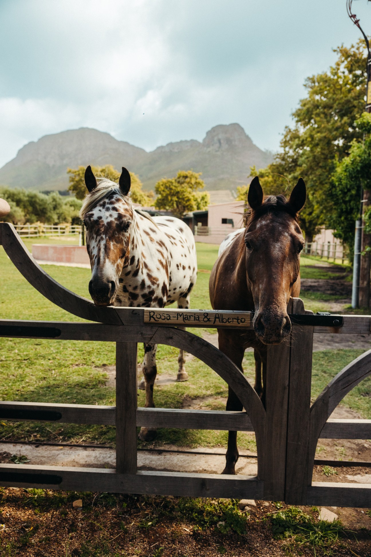 Two horses standing behind a wooden fence with mountains in the background