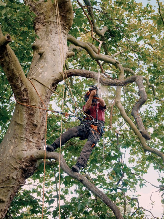 Arborist in safety harness and helmet pruning branches from tall tree in London.