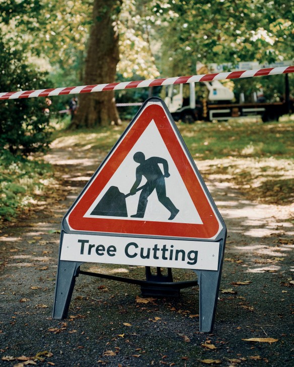 A warning sign for tree cutting work in progress on a path lined with trees.