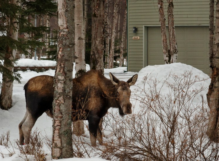Moose standing among snowy trees near a residential building.