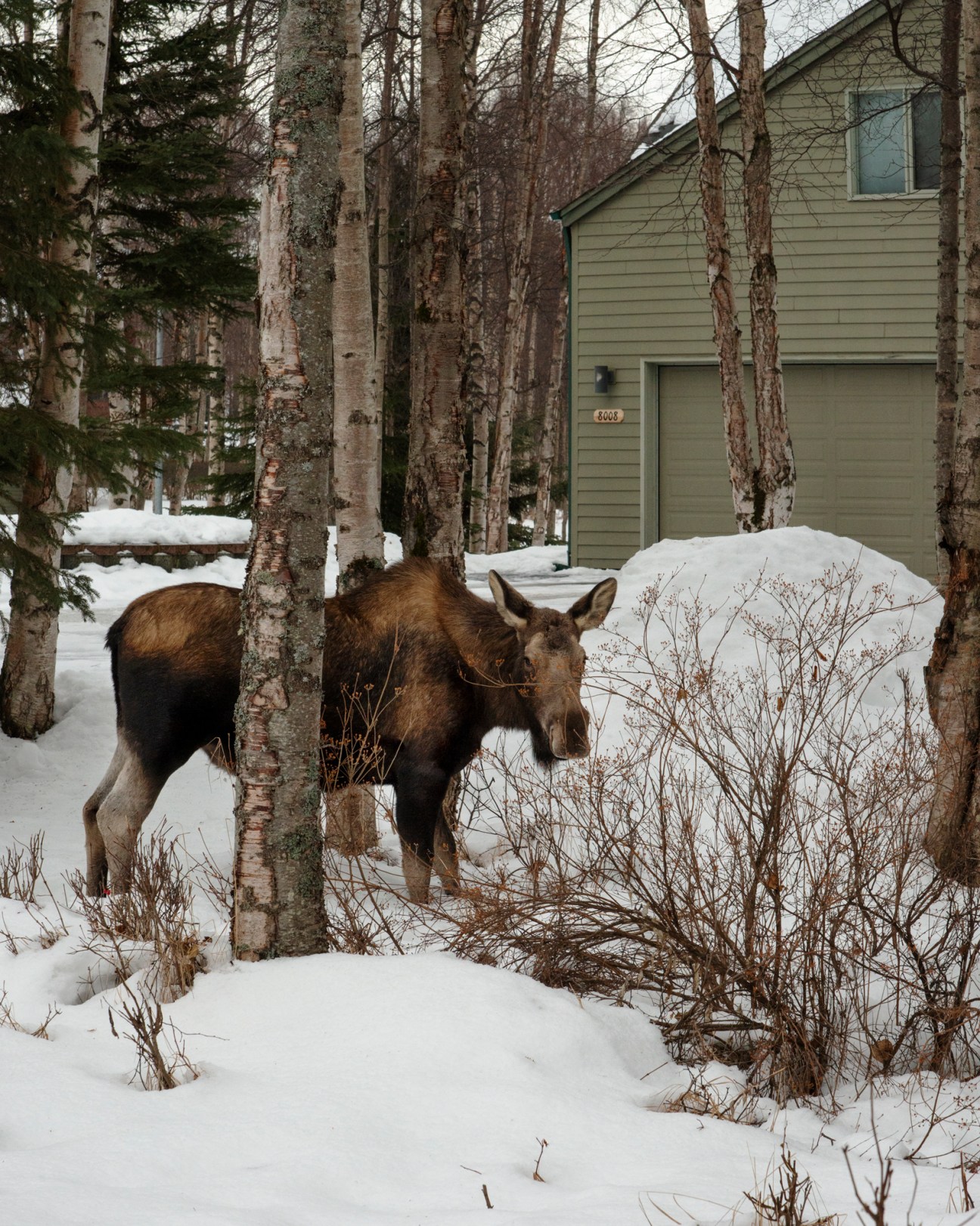 Two moose standing in snowy residential yard among birch trees with house visible in background
