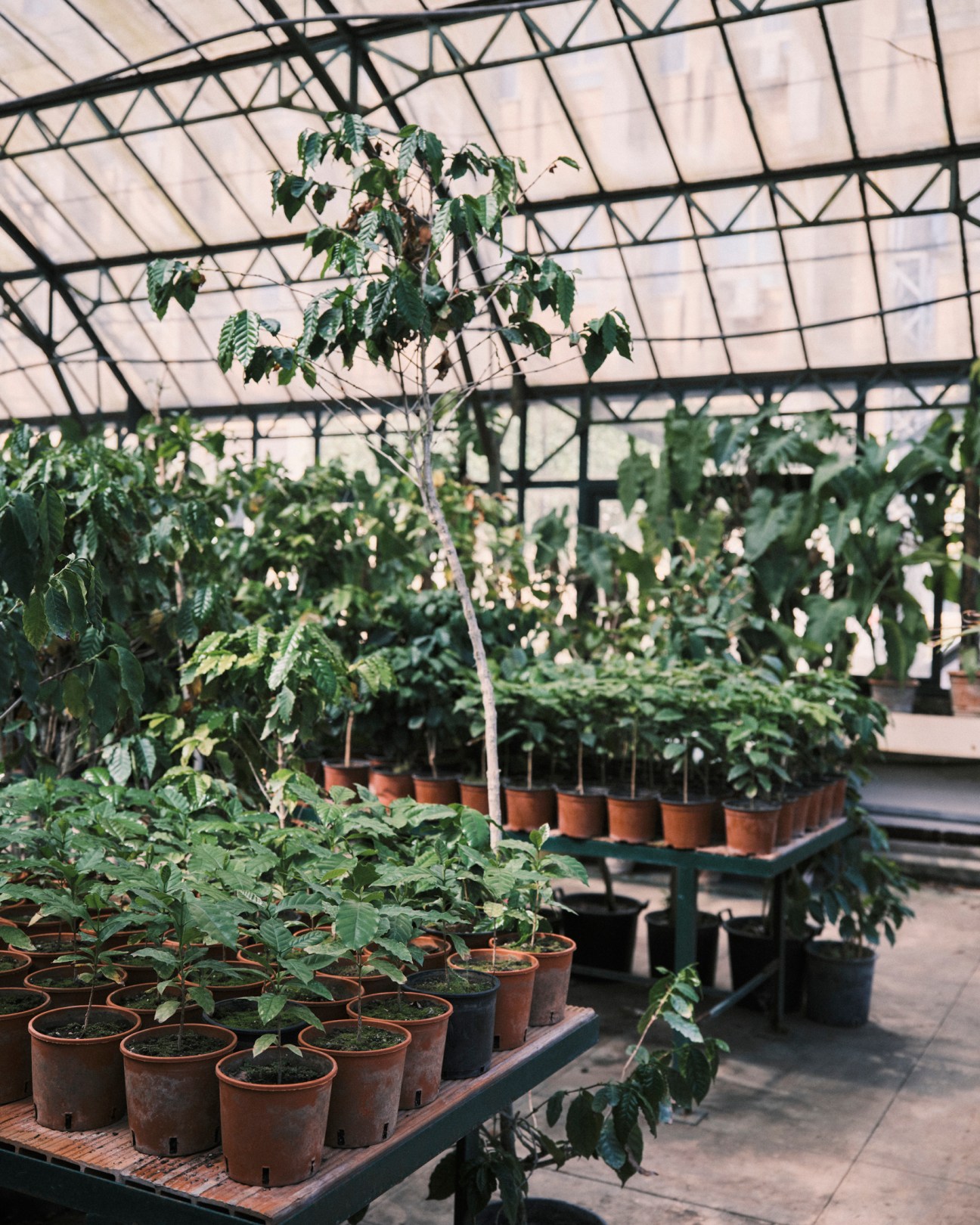 Close-up view of Morettino's arabica coffee plants showing green leaves and developing coffee cherries in various stages of growth