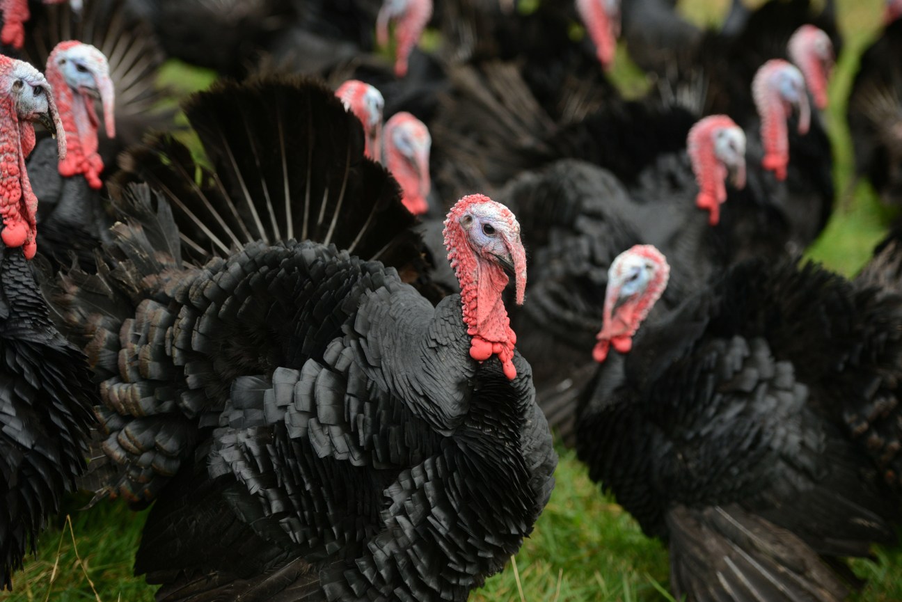 A turkey standing in a farmyard setting, representing the UK poultry industry's recovery from bird flu