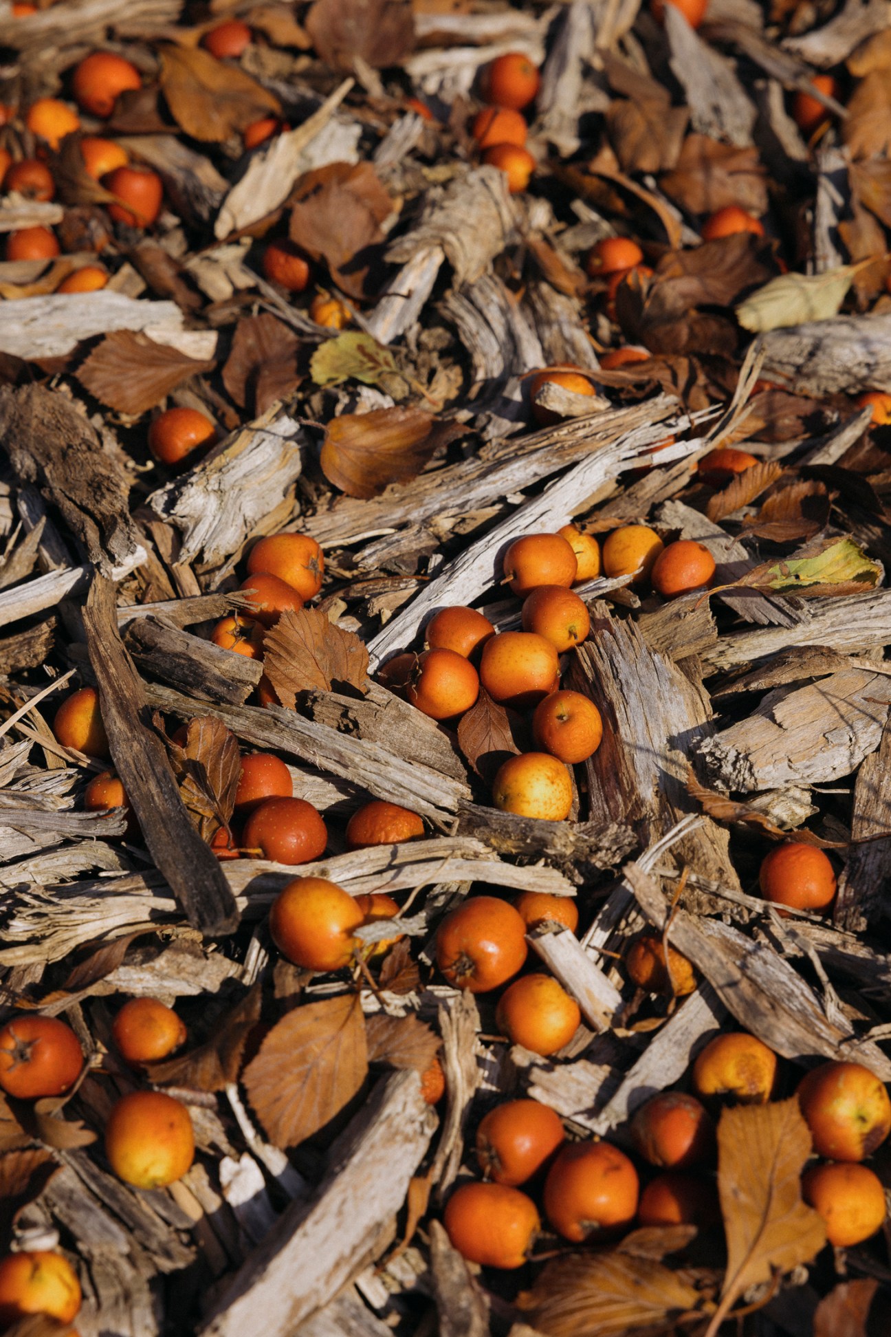 Yuzu citrus fruits nestled among dried leaves and branches on the ground.