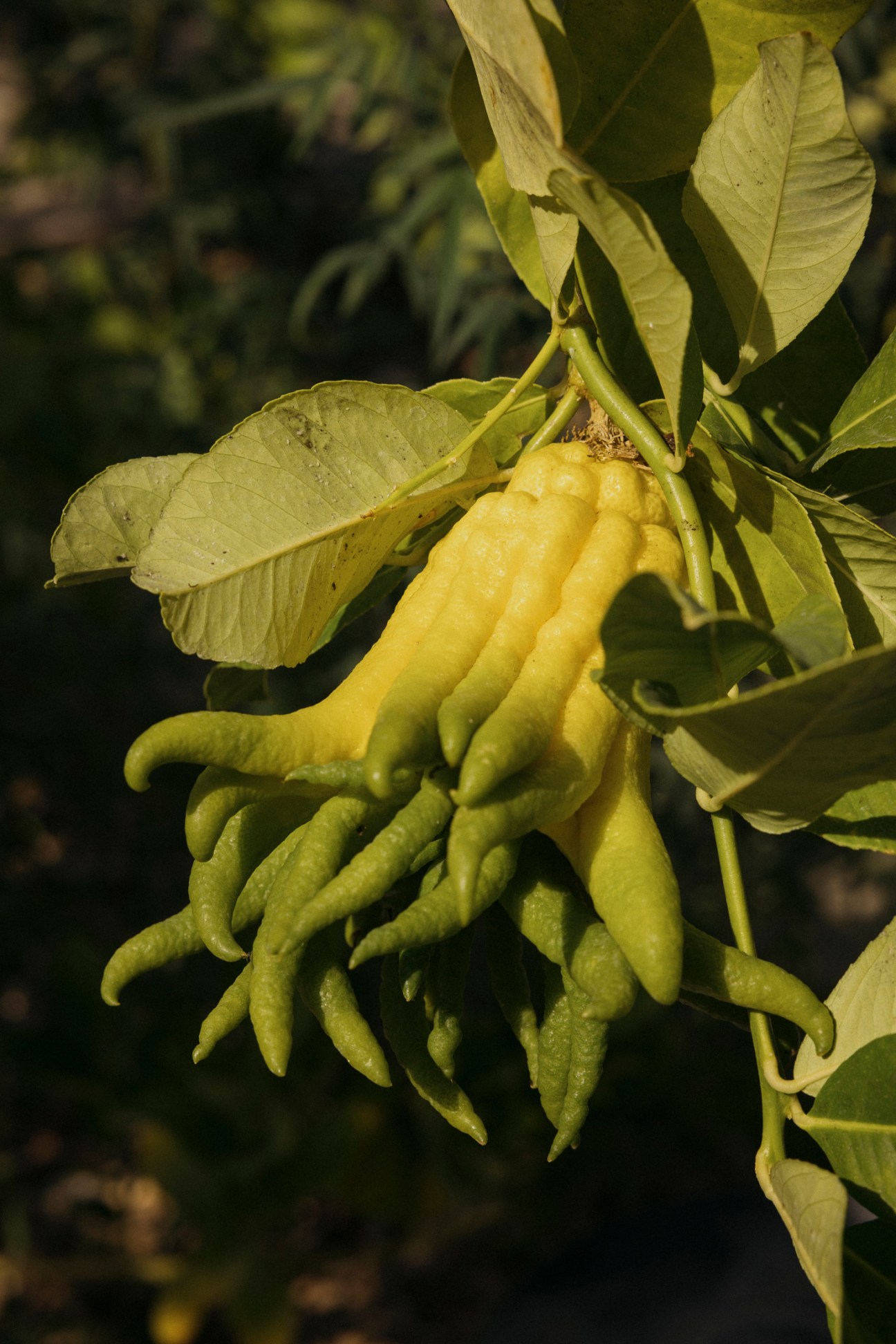 Buddha's hand citrus with distinctive finger-like yellow pods hanging from green leafy branches.