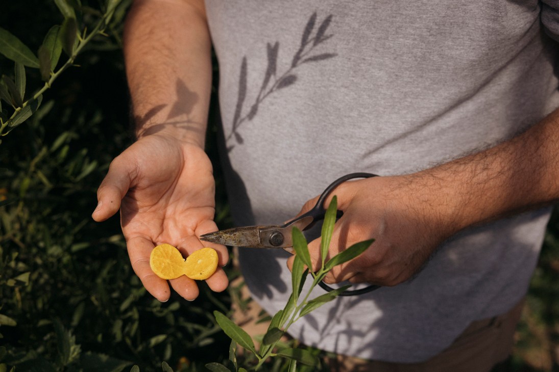 Person holding halved yuzu citrus fruit with pruning shears and green foliage visible.