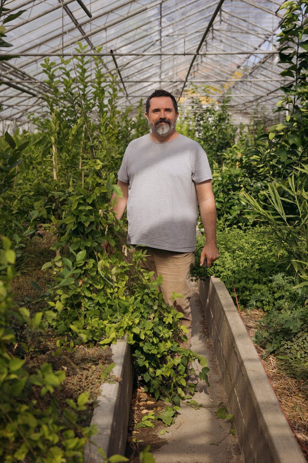 Niels Rodin stands in a greenhouse surrounded by lush green plants and citrus trees.