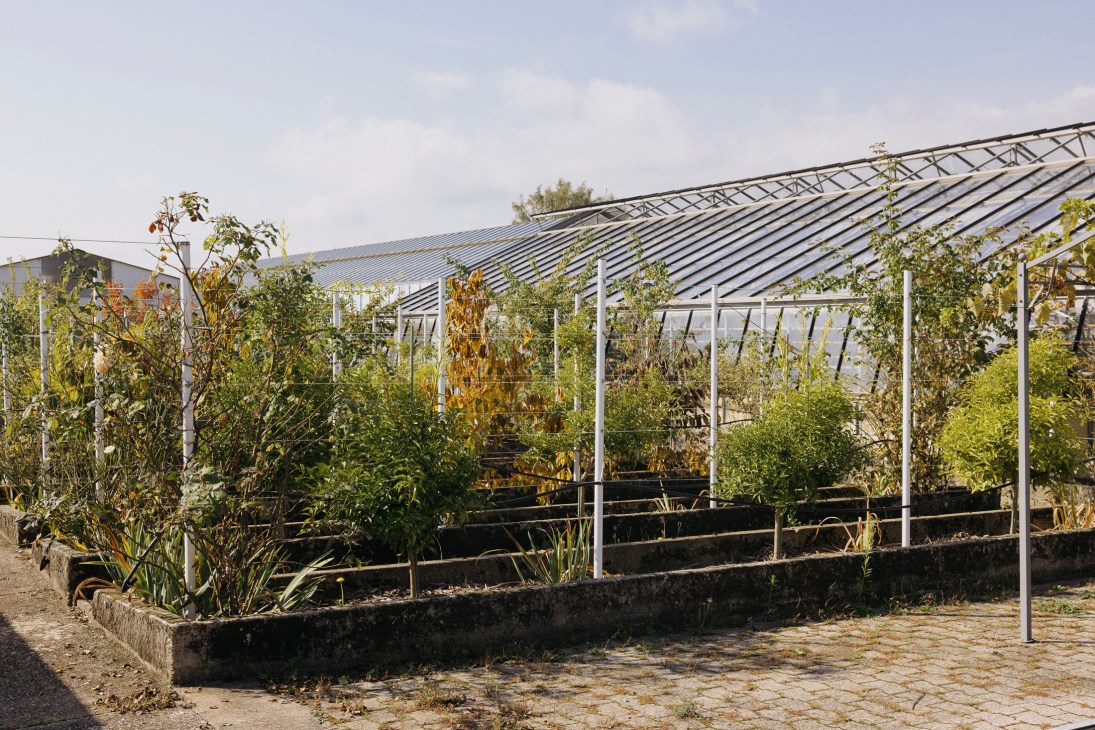 Greenhouse with solar panels on roof containing various citrus plants and crops growing in raised beds.
