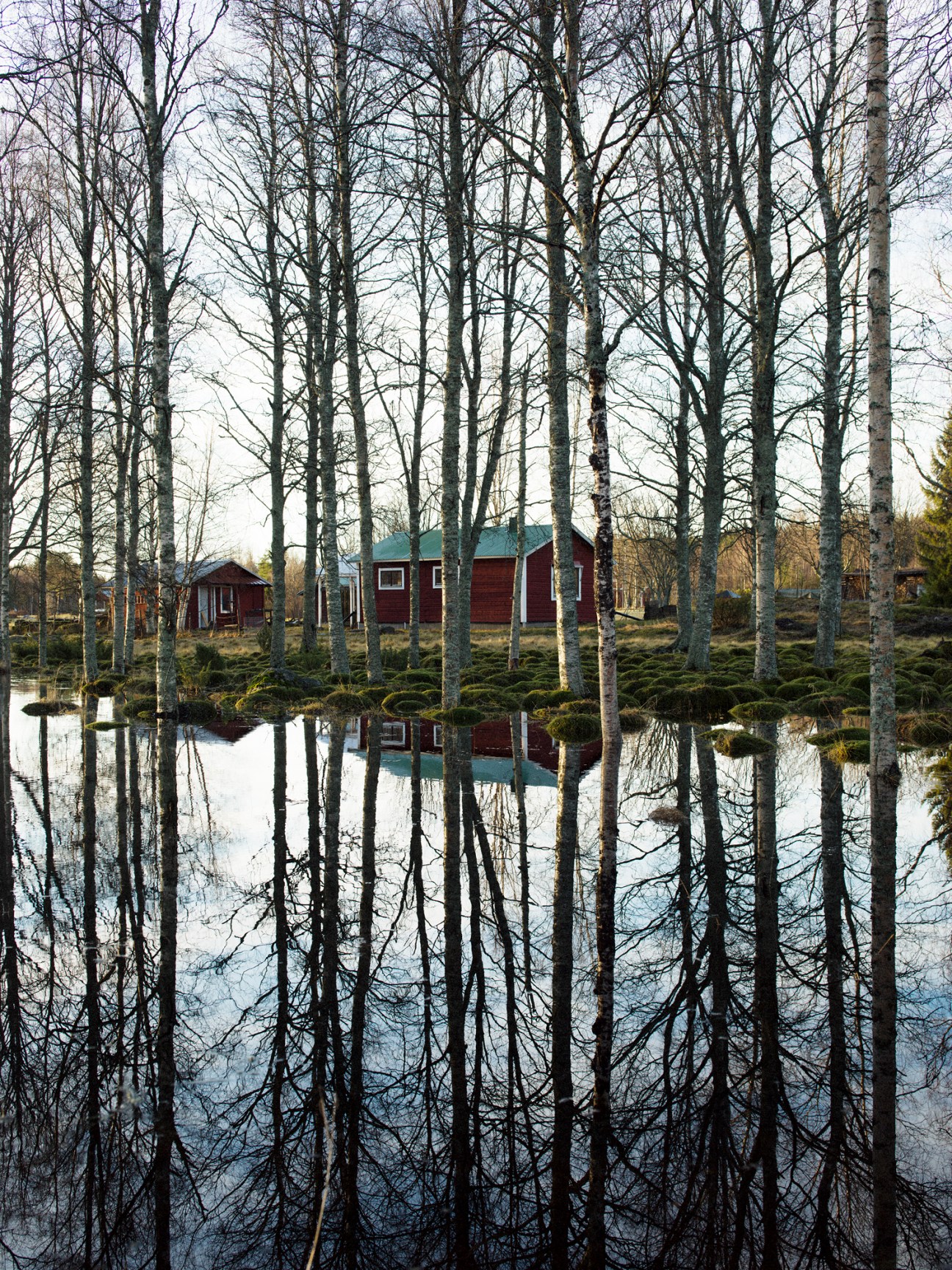 Traditional red wooden cabin surrounded by tall pine trees in forest setting