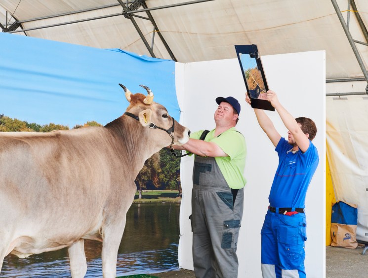 Two men photographing a cow at an outdoor agricultural show.