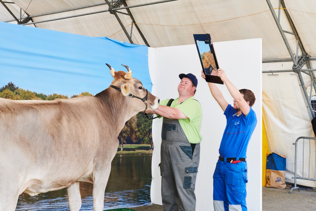 Prize-winning cow at Swiss livestock fair being photographed by two men under tent