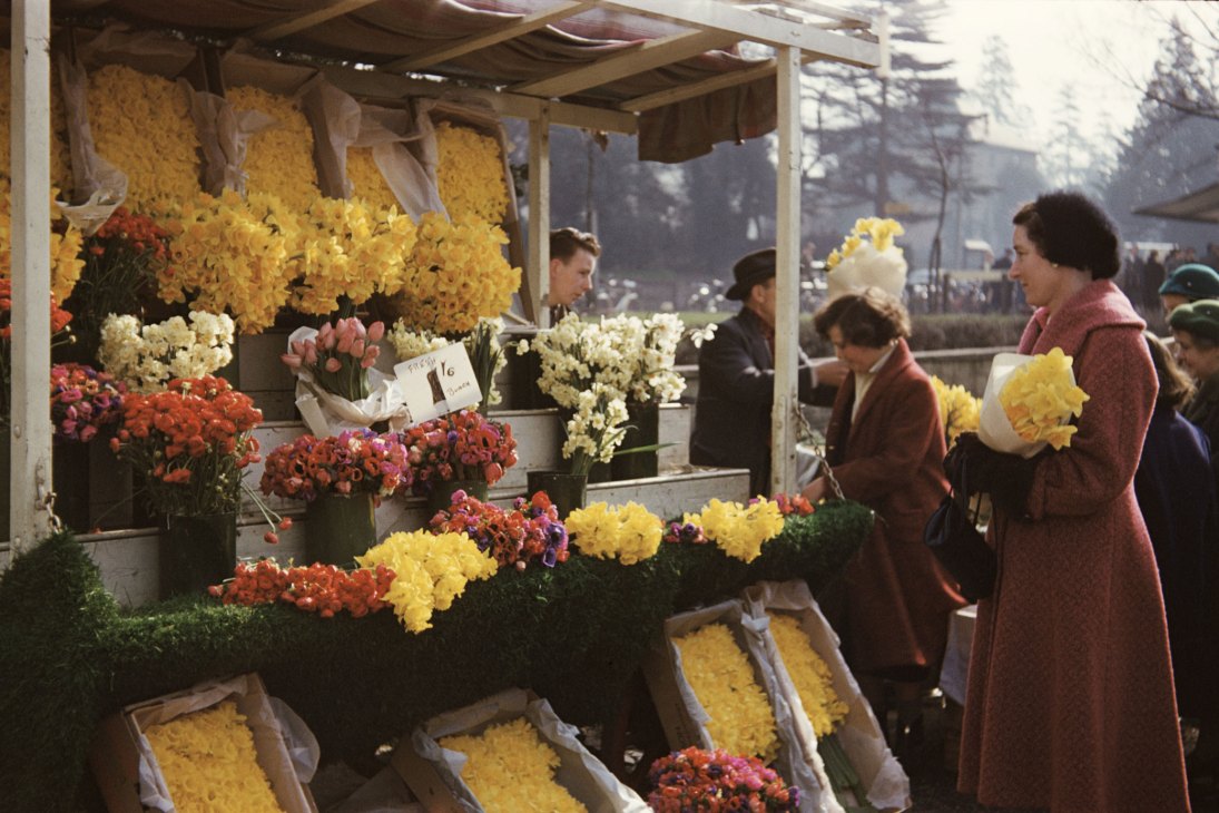 A woman in a pink coat holds yellow flowers while browsing a colorful outdoor flower market stall in 1950s Britain