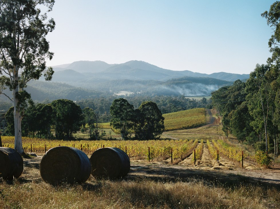 Rural valley landscape with vineyard rows, hay bales, and mountains in background viewed from Pizzini winery