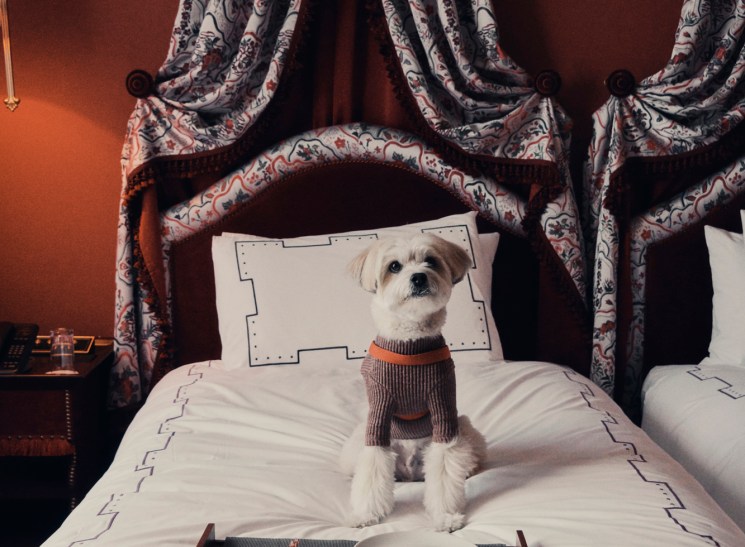 Small white dog in brown sweater sitting on elegant hotel bed with food tray