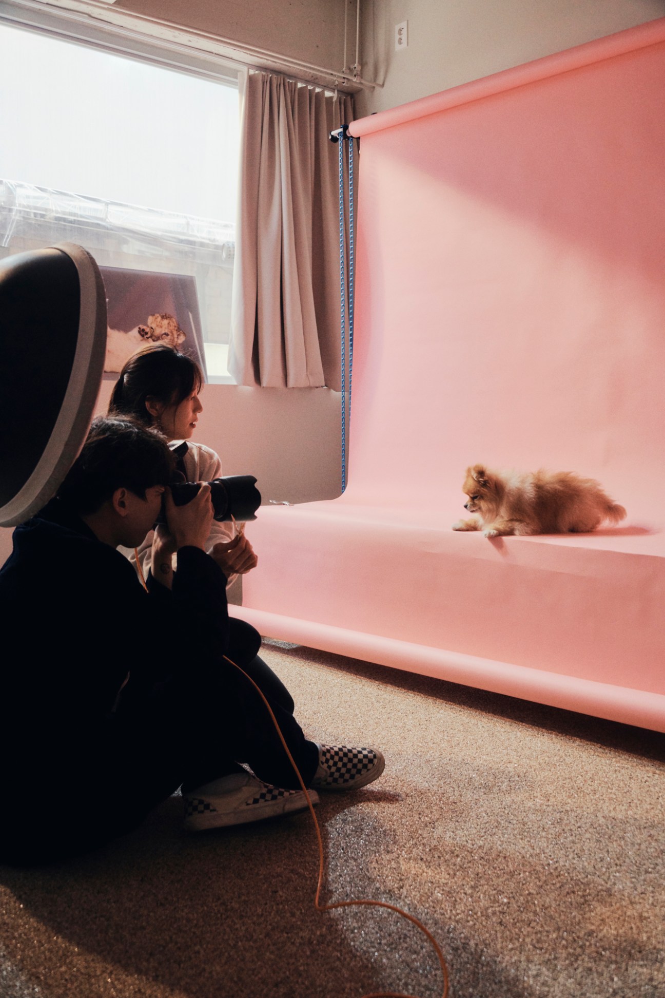 Person photographing a small fluffy dog with professional camera equipment in pink-lit studio setting
