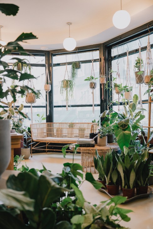 Co-founder Katalin Tóth in Plante plant shop surrounded by greenery