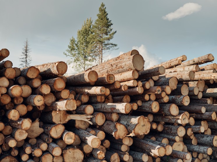 Stacked freshly cut logs with visible growth rings and identification markings in a Swedish forest.