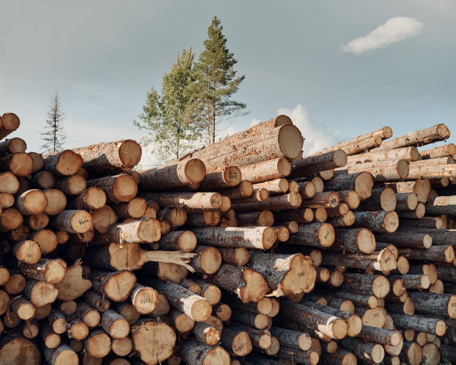 Stacked freshly cut logs with visible growth rings and identification markings in a Swedish forest.