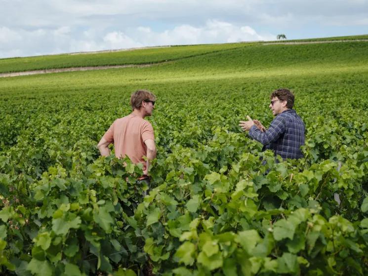 Two men in sunglasses stand among rows of green grapevines in a Burgundy vineyard under cloudy skies