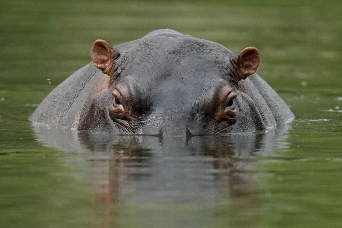 Hippopotamus head partially submerged in water with only eyes, ears and top of head visible
