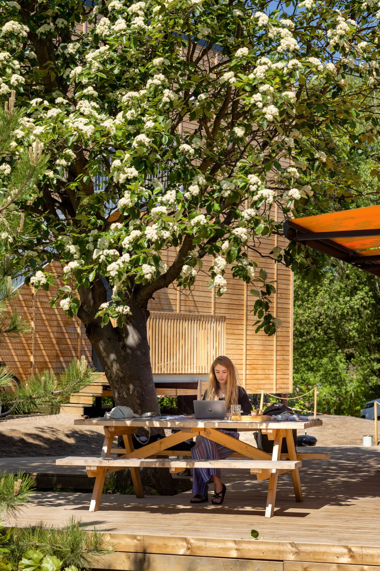 Woman working at laptop under blooming white flowering tree at outdoor wooden picnic table