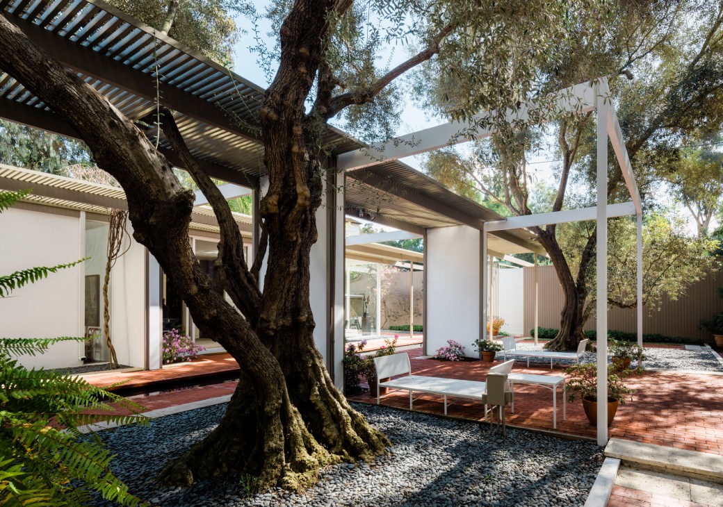 Mid-century modern courtyard with majestic olive trees, white pergolas, brick paving, and modernist furniture beneath clear sky.