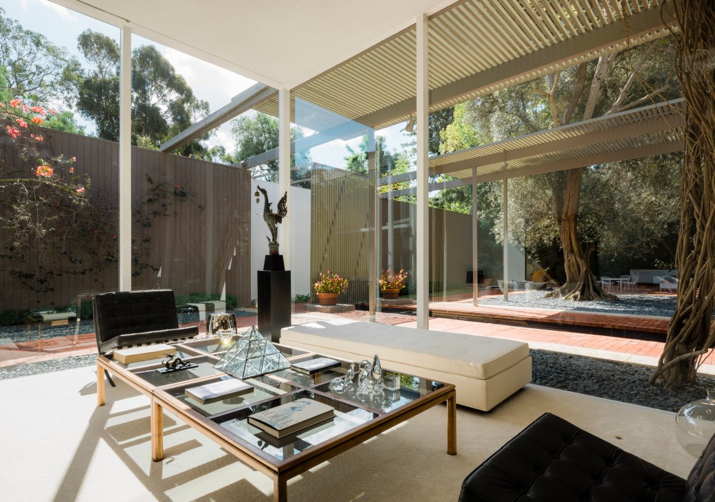 Mid-century modern patio with white steel pergola, glass walls, and majestic olive trees creating indoor-outdoor living space.