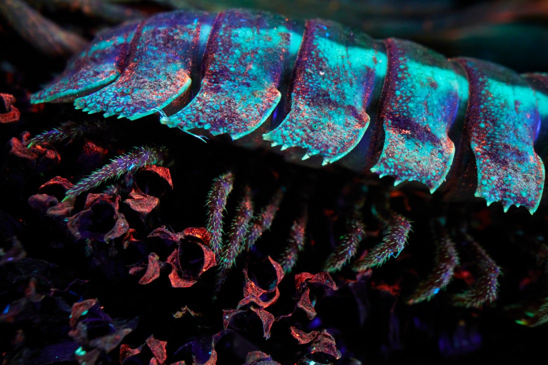 Infrared or false-color imaging showing segmented marine life in vibrant turquoise and red against dark background